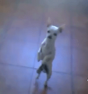 Honden GIF. Dieren Jongen Gifs Hond 