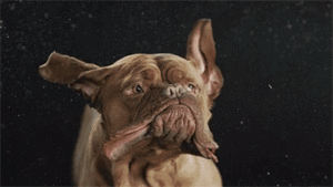 Honden GIF. Dieren Puppy Gifs Hond 