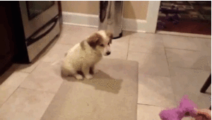 Honden GIF. Dieren Gifs Hond Mislukken Vangst Halen 