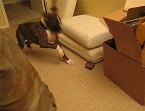 Honden GIF. Dieren Gifs Hond Deur Klop 