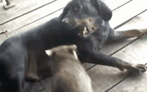 Honden GIF. Dieren Gifs Hond 