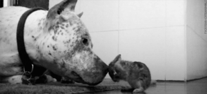 Honden GIF. Dieren Gifs Hond Rage Corgi Sla 