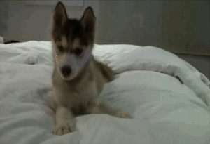 Mopshond GIF. Dieren Gifs Hond Mopshond Verrassing 