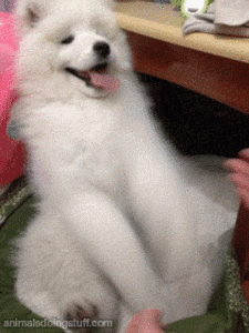 Honden GIF. Dieren Gifs Hond 