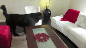 Honden GIF. Dieren Baby Gifs Hond Wandelaar 
