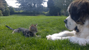 Honden GIF. Dieren Gifs Hond Mislukken Vangst Halen 