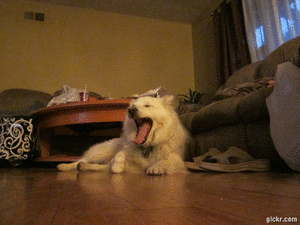 Honden GIF. Dieren Jongen Gifs Hond 