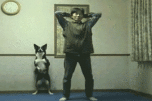 Honden GIF. Dieren Schattig Puppy Gifs Hond 