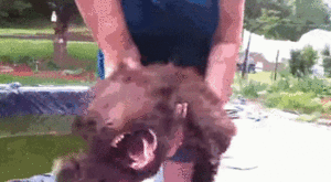 Honden GIF. Dieren Puppy Gifs Hond 