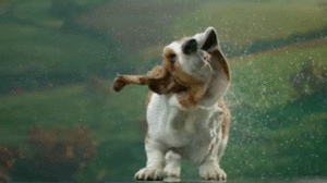 Honden GIF. Dieren Gifs Hond 