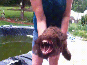 Honden GIF. Dieren Puppy Sneeuw Gifs Hond 