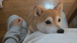 Honden GIF. Dieren Kus Gifs Hond Mopshond 