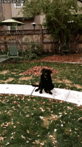 Honden GIF. Dieren Gifs Hond Doge Stoppen 