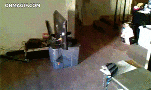 Honden GIF. Dieren Vis Gifs Hond Yikes Vangst Overstroming 