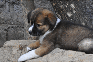 Honden GIF. Dieren Muis Gifs Hond Wtf Speelbal 