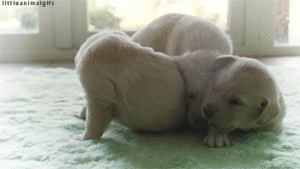 Honden GIF. Dieren Tijger Gifs Hond 