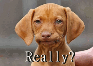 Honden GIF. Dieren Tong Gifs Hond 