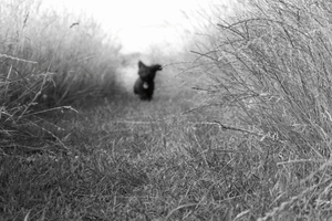 Honden GIF. Dieren Bioscoop Gifs Hond Hachiko 