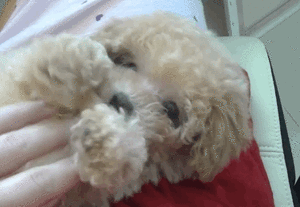 Honden GIF. Dieren Sneeuw Gifs Hond Staart Kwispelen 