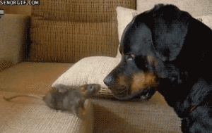 Honden GIF. Dieren Gifs Hond Verdrietig Coulissen Fee 