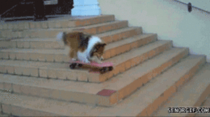 Honden GIF. Dieren Voedsel Gifs Hond Gluiperig 