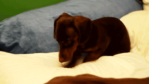 Honden GIF. Dieren Voedsel Gifs Hond Gluiperig 