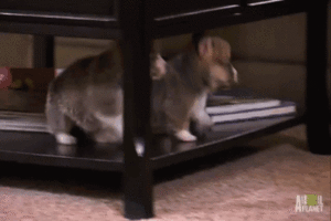 Honden GIF. Dieren Gifs Hond Mislukken Vallend 