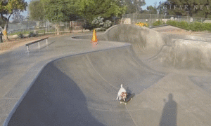Honden GIF. Dieren Gifs Hond Aandrijving Omwtsyo 
