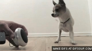 Honden GIF. Dieren Gifs Hond 