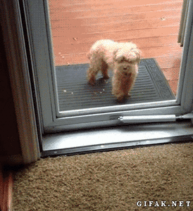 Honden GIF. Dieren Baby Gifs Hond Wandelaar 