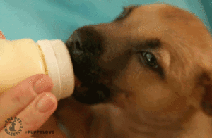 Honden GIF. Dieren Wassen Bang Auto Gifs Hond 