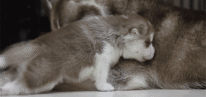 Honden GIF. Dieren Gifs Hond Lus Omfg 