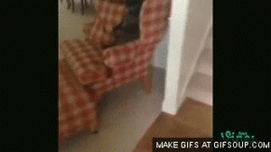Honden GIF. Dieren Auto Gifs Hond Dier 