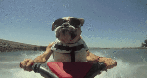 Honden GIF. Dieren Wassen Bang Auto Gifs Hond 