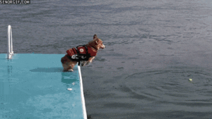 Honden GIF. Dieren Gifs Hond Oefening Kraakpanden 
