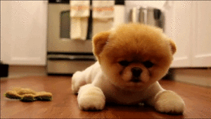 Honden GIF. Dieren Zonnebril Gifs Hond Jumping 