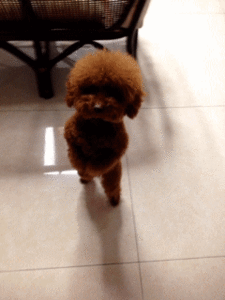 Honden GIF. Dieren Gifs Hond Vrolijkheid 