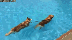 Honden GIF. Dieren Auto Gifs Hond Dier 