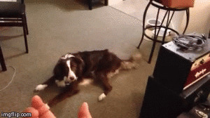 Mopshond GIF. Dieren Kus Gifs Hond Mopshond 