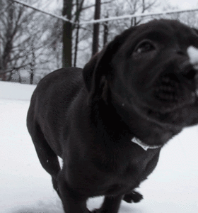 Honden GIF. Dieren Spelen Sneeuw Tijd Gifs Hond Vriend 