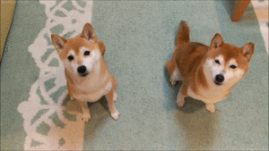 Honden GIF. Dieren Gifs Hond Verbazingwekkend 