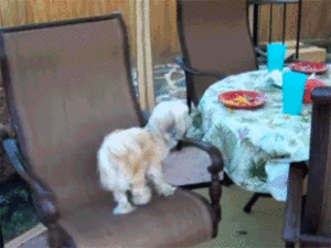 Honden GIF. Dieren Gifs Hond Oud 