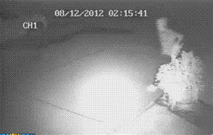 Honden GIF. Dieren Gifs Hond Klap Slapping 