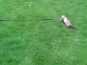 Honden GIF. Dieren Puppy Gifs Hond 