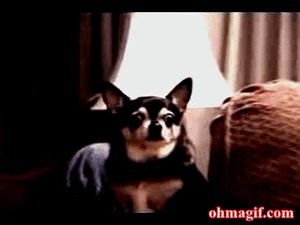 Honden GIF. Dieren Gifs Hond Klap Slapping 