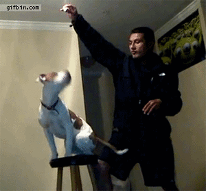 Honden GIF. Dieren Emoties Gebit Gifs Hond Wtf Boosheid 