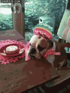 Honden GIF. Dieren Muis Gifs Hond Wtf Speelbal 