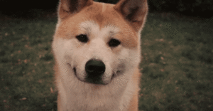 Honden GIF. Dieren Puppy Gifs Hond 
