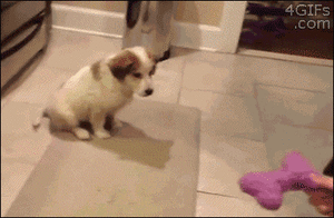 Honden GIF. Dieren Koe Gifs Hond 