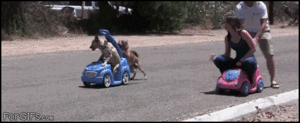 Honden GIF. Dieren Gifs Hond Zeeschildpad 